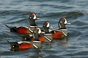 Wildlife Photography Prints: Harlequin Duck