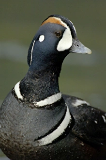 Harlequin Duck - By fast flowing mountain stream Harlequin Duck - By fast flowing mountain stream