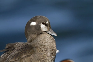 Harlequin Duck - female in winter Harlequin Duck - female in winter