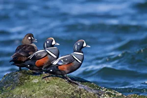Harlequin Duck - standing on rock in winter Harlequin Duck - standing on rock in winter
