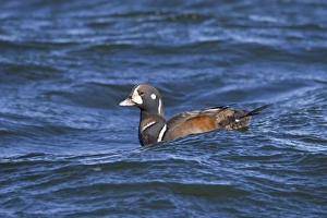Harlequin Duck - sub-adult male in winter Harlequin Duck - sub-adult male in winter