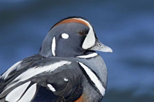 Harlequin Duck - winter - adult male Harlequin Duck - winter - adult male