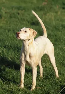 Unique Pet Gifts Online Prints: Harrier Dog