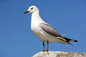 Hartlaubs Gull / King Gull Hartlaubs Gull / King Gull