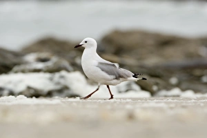 Hartlaubs Gull - Walking along a foam blown shoreline Hartlaubs Gull - Walking along a foam blown shoreline