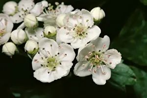 Crataegus Monogyna Images Prints: Hawthorn
