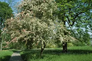 Hawthorn Tree Prints: Hawthorn Tree