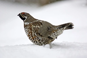 Hazel Hen / Hazel Grouse - male in winter, courtship displaying Hazel Hen / Hazel Grouse - male in winter, courtship displaying