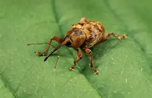 UK Wildlife Insects Prints: Hazel nut Weevil UK