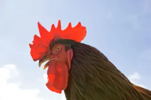 Head of cockerel - perched on fence Head of cockerel - perched on fence