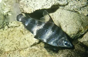 Freshwater Aquatic Animals Prints: Headstander Fish