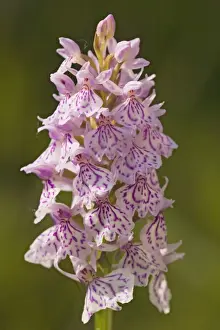 Heath Spotted Orchid Prints: Heath Spotted-Orchid