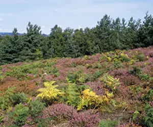 Scots Pine Landscape Prints: Heather & Scots Pine - UK