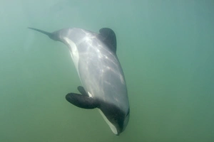 Hectors Dolphin - swimming in the ocean off the Catlins coast. This dolphin is endemic to New Zealand Hectors Dolphin - swimming in the ocean off the Catlins coast. This dolphin is endemic to New Zealand