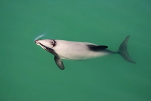 Hectors Dolphins - one of the smallest marine mammals - it is endangered due to fishing nets and boat propellors Hectors Dolphins - one of the smallest marine mammals - it is endangered due to fishing nets and boat propellors