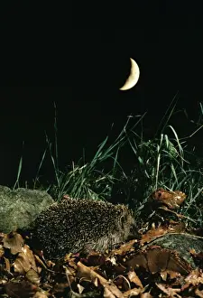 Hedgehog Print - Foraging at Night under Quarter Moon