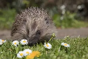 Insectivore Mammals UK Prints: Hedgehog - Cornwall - UK