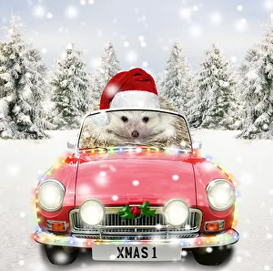 Hedgehog driving a sports car through Christmas winter scene Date: 30-11-2015 Hedgehog driving a sports car through Christmas winter scene Date: 30-11-2015