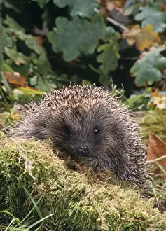 Hedgehog Foraging Print - Erinaceus europaeus