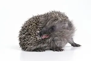 John Daniels Wildlife Art Prints: Hedgehog - self-anointing itself
