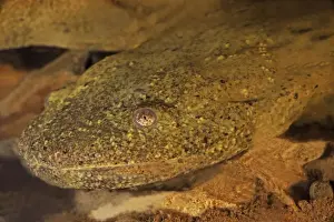 Amphibian Species Prints: Hellbender (Cryptobranchus alleganiensis)