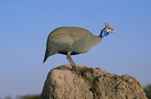 Helmeted Guineafowl - alarm call by look out bird Helmeted Guineafowl - alarm call by look out bird