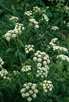 Prints of APP-2749 HEMLOCK Conium maculatum Allen Paterson Please note that prints are for personal display purposes only and may not be reproduced in anyway. Images Dated 2004 May: Hemlock Print: Conium maculatum