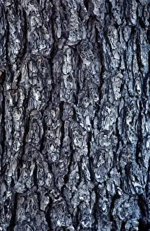 Close Up Tree Bark Prints: Hemlock Bark