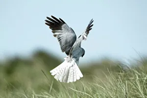 Hen Harrier - male in flight hunting, hovering low over the ground Hen Harrier - male in flight hunting, hovering low over the ground