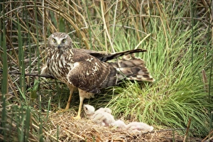 Hen Harrier - at nest with young Hen Harrier - at nest with young