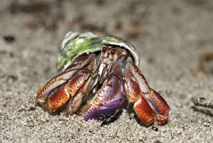 Images Dated 18th March 2006: Hermit crab Cahuita N. P. Costa Rica