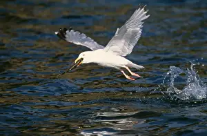 Herring Gull Images Prints: Herring Gull