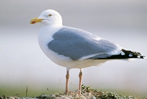 Herring GULL - close up of single gull Herring GULL - close up of single gull