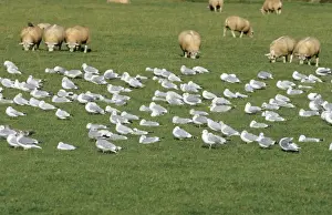 Nature Photography Prints UK Prints: Herring Gull - flock resting