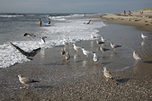 Herring Gull - flock searching for food on beach Herring Gull - flock searching for food on beach