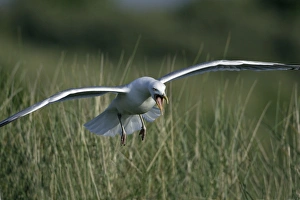 Herring Gull - landing at nest calling Herring Gull - landing at nest calling
