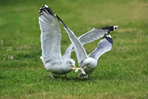 Herring Gull - squabbling with Common Gull (Larus canus) over bread Herring Gull - squabbling with Common Gull (Larus canus) over bread