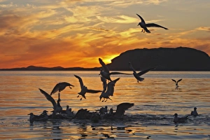 Herring Gulls - in water and in flight landing - sunset Herring Gulls - in water and in flight landing - sunset