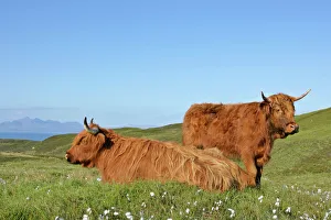 Highland Cattle - two adults with one resting on moorland with jagged peaks of the Highland Cattle - two adults with one resting on moorland with jagged peaks of the