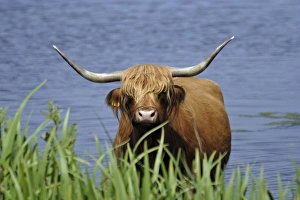 Highland Cattle - cow standing in lake to cool down in summer Highland Cattle - cow standing in lake to cool down in summer