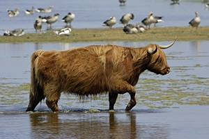 Highland Cattle - cow walking through lake Highland Cattle - cow walking through lake