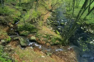 Spring Forest Scenery Prints: Hill Stream - with tributary, in spring, Bramwald forest nature park Lower Saxony, Germany