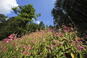 Himalayan Balsam - flowering in forest Himalayan Balsam - flowering in forest