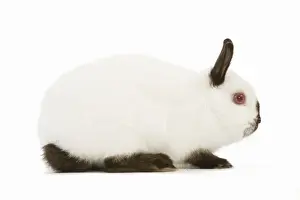 Unique Pet Photography Ideas Prints: Himalayan / Russian Rabbit
