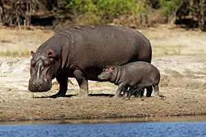 Hippo Mother with Young One Print, Chobe River, Botswana