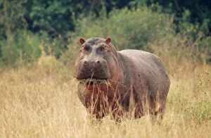 Images Dated 4th August 2005: Hippopotamus - grazing, showing scars of recent conflict due to living in close proximity