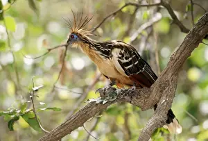 Hoatzin Bird Prints: Hoatzin