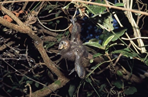 Hoatzin - chick hanging from branch, wing hook visible Hoatzin - chick hanging from branch, wing hook visible