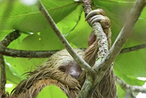 Images Dated 29th March 2006: Hoffmann's Two-toed Sloth - during heavy rain Cahuita N. P. Costa Rica