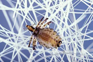 Hog Louse Print, Haematopinus suis